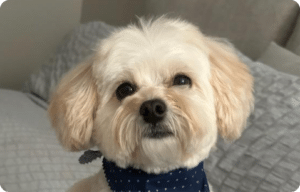 Small white dog with fluffy fur and a blue polka dot bandana sitting on a bed.