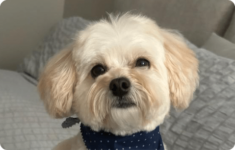 Small white dog with fluffy fur and a blue polka dot bandana sitting on a bed.